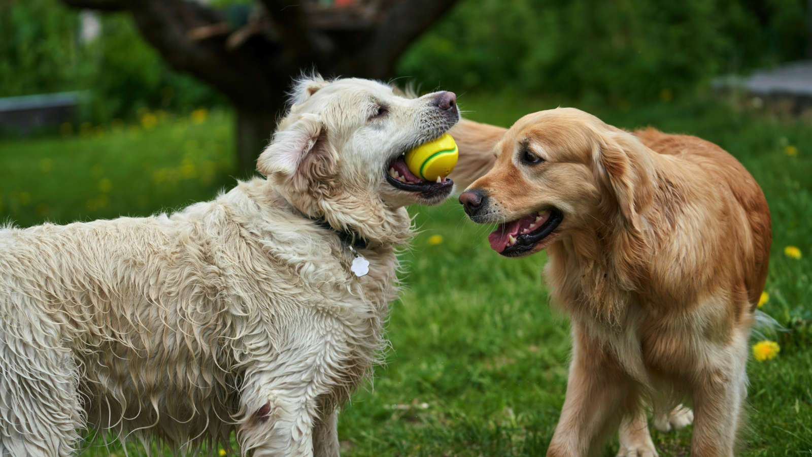 Enjoy A Clean Yard